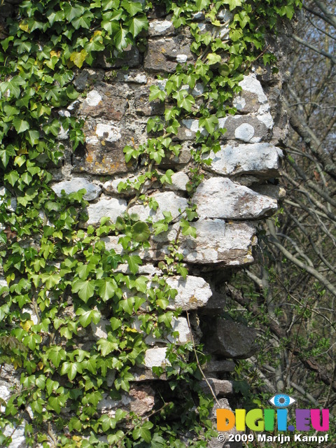 SX05337 Ivy on  Candleston Castle wall